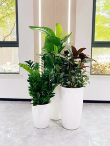 宁波慈溪花卉租赁哪家好